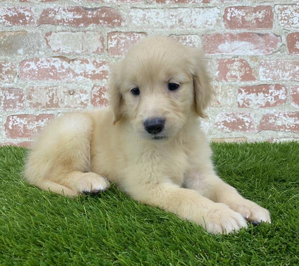 Golden Retriever-DOG-Female-Golden-5911-Petland Monroeville, PA