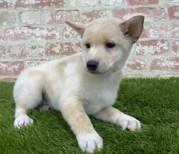 Shiba Inu-DOG-Male-Cream-5912-Petland Monroeville, PA