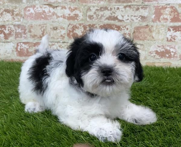 Teddy Bear-DOG-Female-Black / White-5913-Petland Monroeville, PA