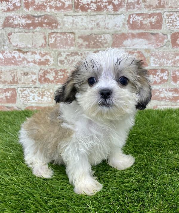 ShizaPoo-DOG-Male-Gold-5914-Petland Monroeville, PA