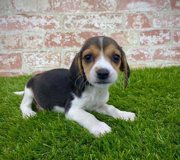 Beagle-DOG-Female-Black-5915-Petland Monroeville, PA