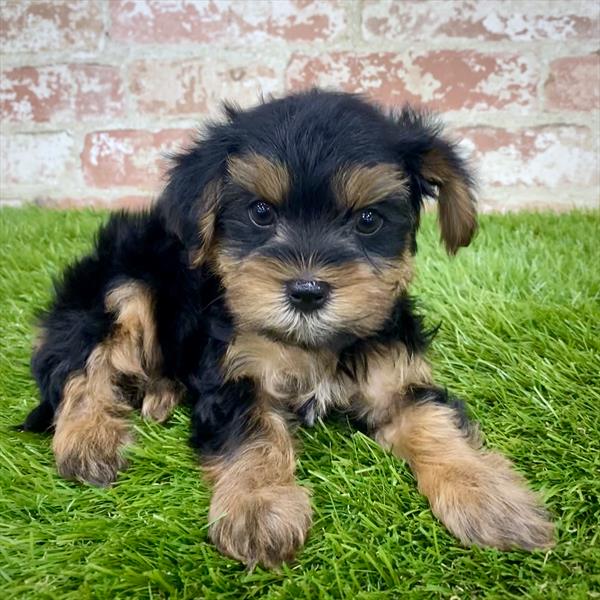 Yorkie-Poo-DOG-Female-Black / Gold-5916-Petland Monroeville, PA