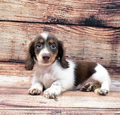 Dachshund-DOG-Male-Chocolate and Tan-5928-Petland Monroeville, PA