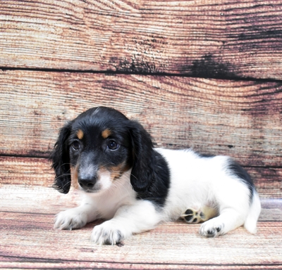 Dachshund-DOG-Male-Black and Tan-5935-Petland Monroeville, PA