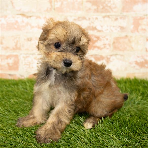 Yorkie-Poo-DOG-Male-Gold-5939-Petland Monroeville, PA