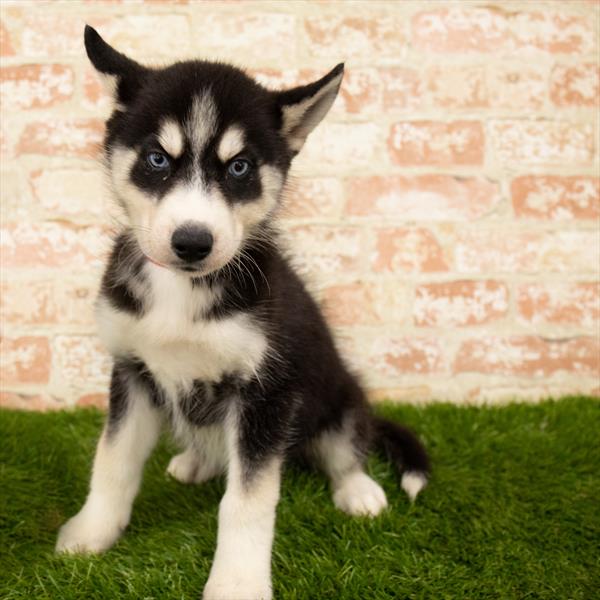 Siberian Husky-DOG-Male-Black / White-5941-Petland Monroeville, PA