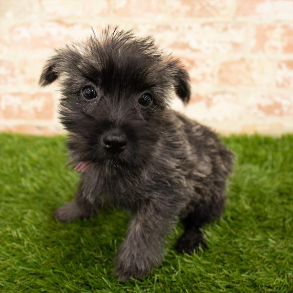 Cairn Terrier-DOG-Female-Wheaten-5942-Petland Monroeville, PA