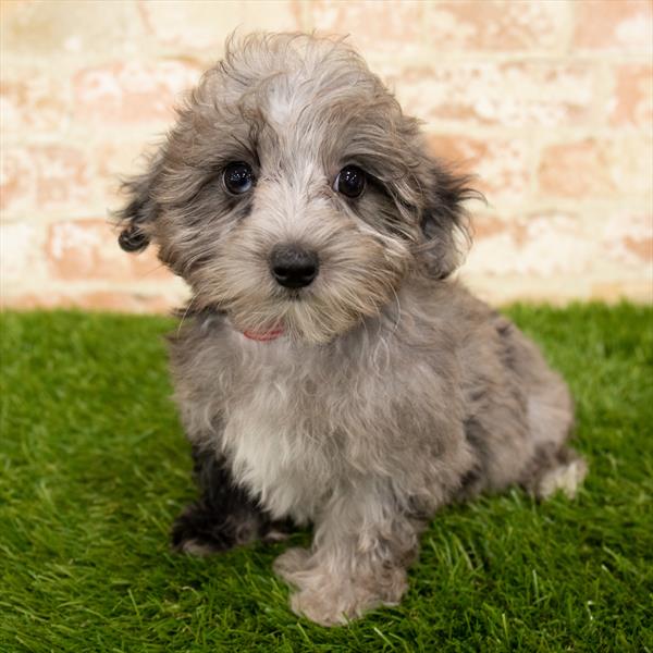 Maltipoo-DOG-Female-Blue Merle-5943-Petland Monroeville, PA