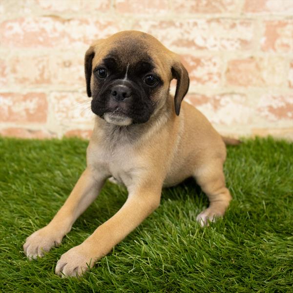Puggle-DOG-Female-Fawn-5944-Petland Monroeville, PA