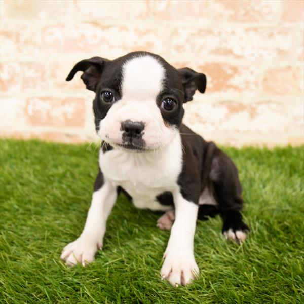 Boston Terrier-DOG-Female-Black / White-5945-Petland Monroeville, PA
