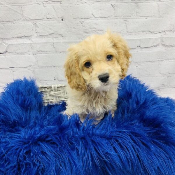 Cockapoo-DOG-Male-Buff and White-5970-Petland Monroeville, PA