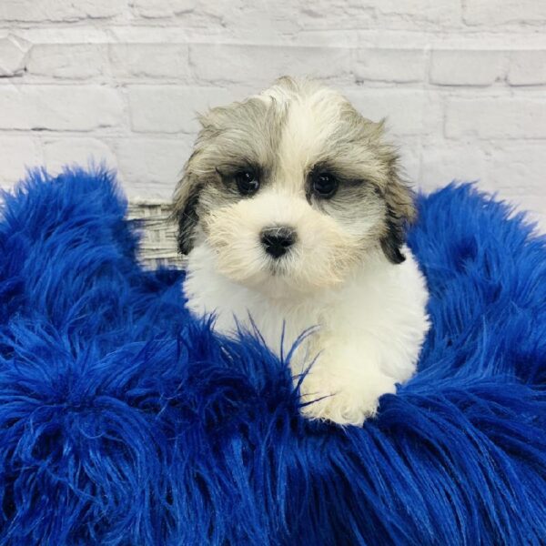Teddy Bear-DOG-Male-Gold and White-5969-Petland Monroeville, PA