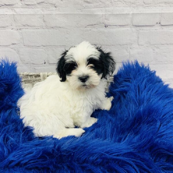 Teddy Bear-DOG-Female-Black and White-5968-Petland Monroeville, PA