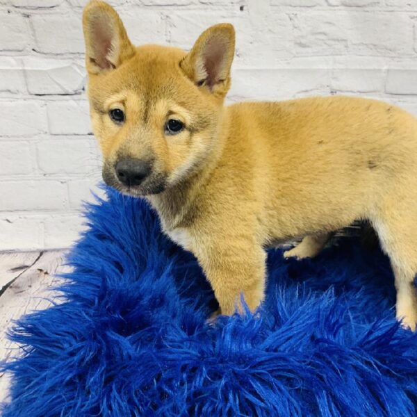 Shiba Inu-DOG-Female-Red-5967-Petland Monroeville, PA