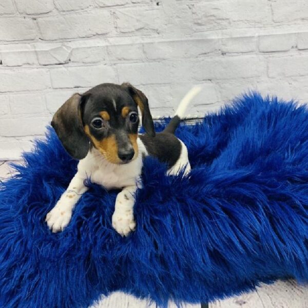 Dachshund-DOG-Female-Black and Tan-5966-Petland Monroeville, PA
