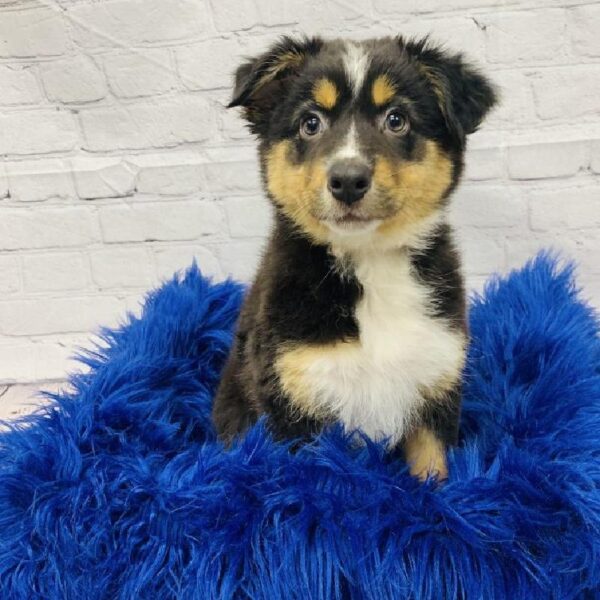 Australian Shepherd-DOG-Female-Black and White-5965-Petland Monroeville, PA