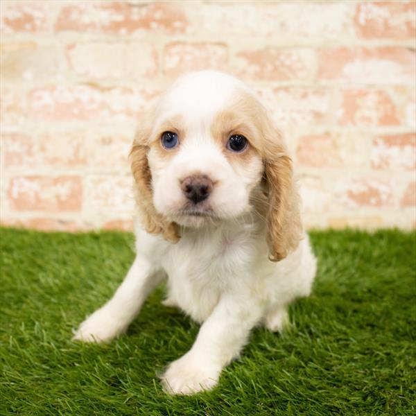 Cocker Spaniel-DOG-Male-Buff / White-5971-Petland Monroeville, PA