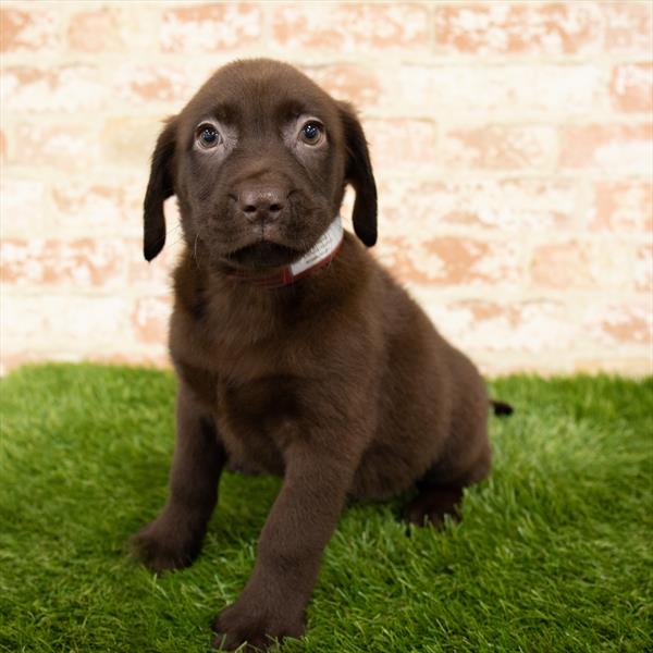 Labrador Retriever-DOG-Female-Chocolate-5972-Petland Monroeville, PA