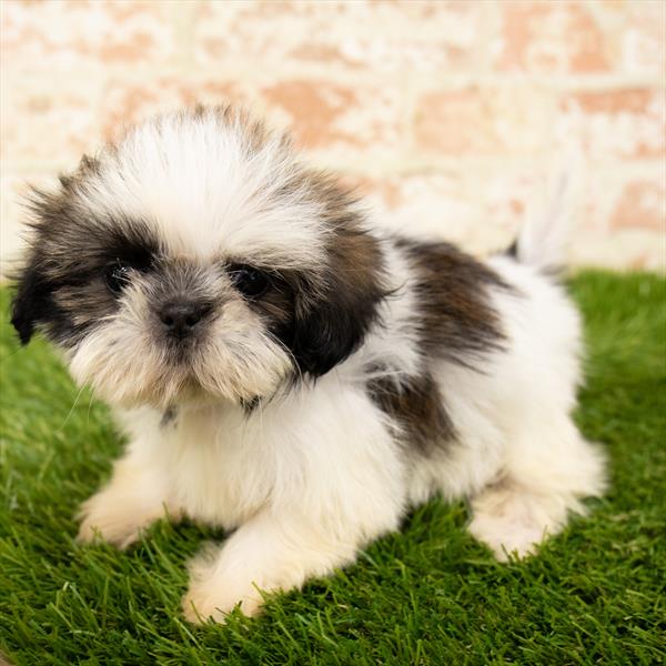 Shih Tzu-DOG-Female-Brindle / White-5973-Petland Monroeville, PA