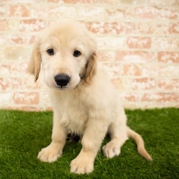 Golden Retriever-DOG-Male-Golden-5974-Petland Monroeville, PA