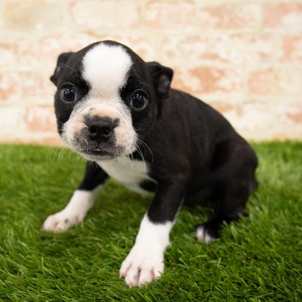 Boston Terrier-DOG-Male-Black / White-5976-Petland Monroeville, PA