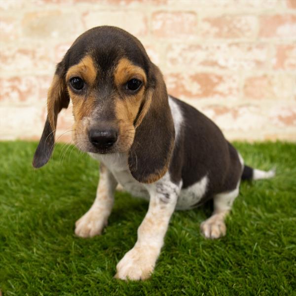 Beagle-DOG-Female-Black White / Tan-5977-Petland Monroeville, PA