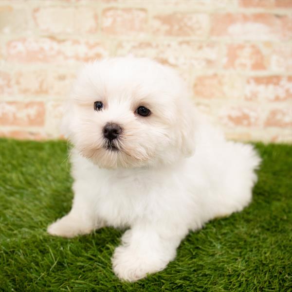 Maltese-DOG-Female-White-5978-Petland Monroeville, PA