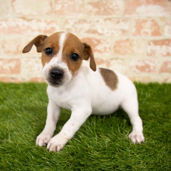 Jack Russell Terrier-DOG-Male-Red / White-5979-Petland Monroeville, PA