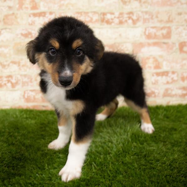 Miniature Australian Shepherd-DOG-Male-Black-5980-Petland Monroeville, PA