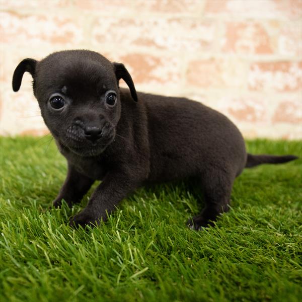 Chihuahua-DOG-Female-Black-5981-Petland Monroeville, PA