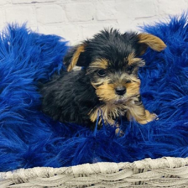 Yorkie-DOG-Male-Black / Tan-5975-Petland Monroeville, PA