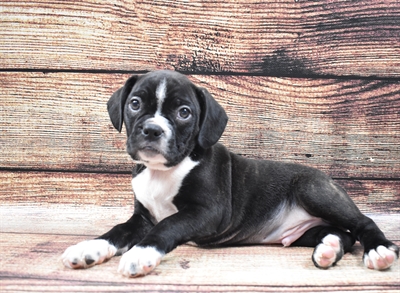 Boggle-DOG-Male-Brindle and White-5999-Petland Monroeville, PA