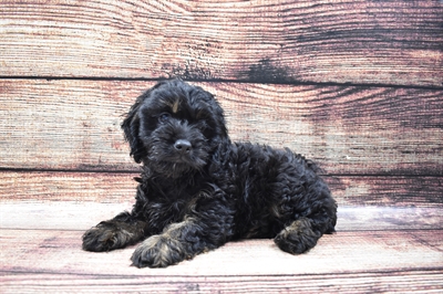 Cockapoo-DOG-Female-Black and Tan-6000-Petland Monroeville, PA