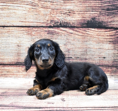 Dachshund-DOG-Female-Black and Tan-6001-Petland Monroeville, PA