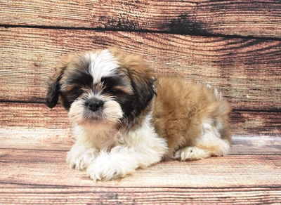 Shih Tzu-DOG-Male-Gold and White-6002-Petland Monroeville, PA