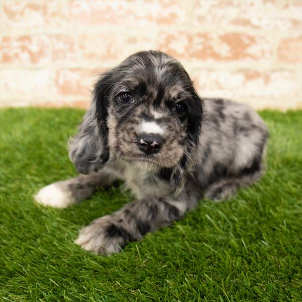 Cocker Spaniel-DOG-Female-Blue-6003-Petland Monroeville, PA