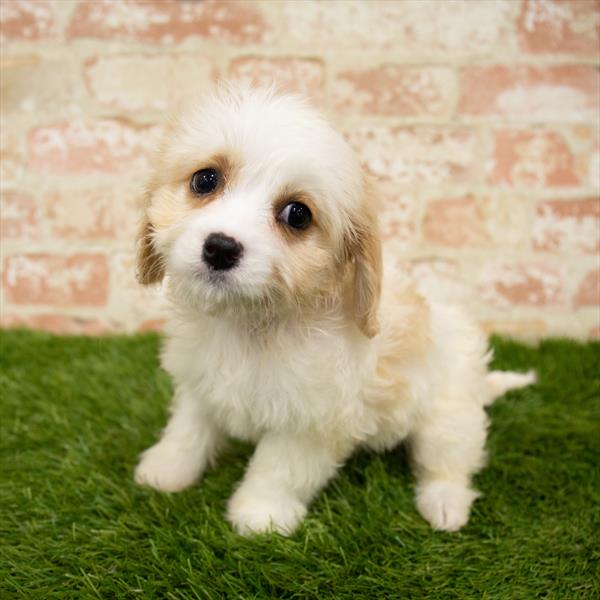 Cavachon-DOG-Female-Golden-6004-Petland Monroeville, PA