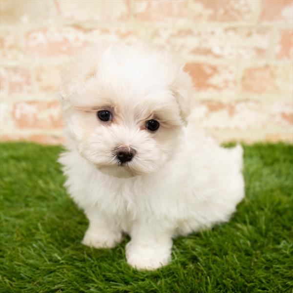 Maltese-DOG-Male-White-6005-Petland Monroeville, PA