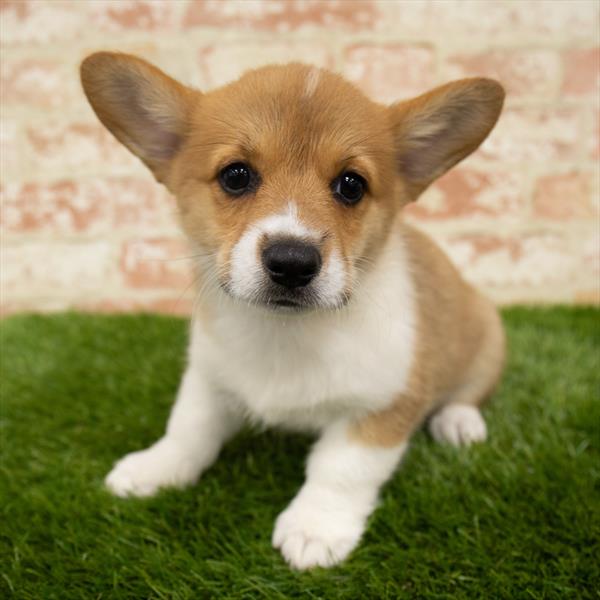 Pembroke Welsh Corgi-DOG-Female-Red / White-6006-Petland Monroeville, PA