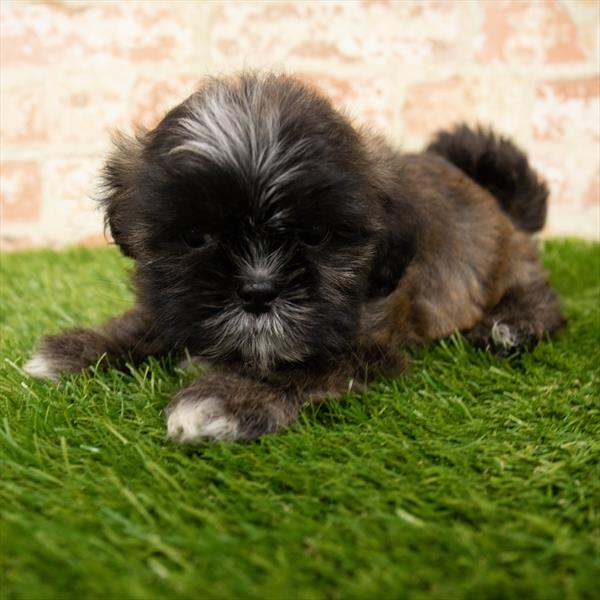 Shorkie-DOG-Male-Brindle-6007-Petland Monroeville, PA