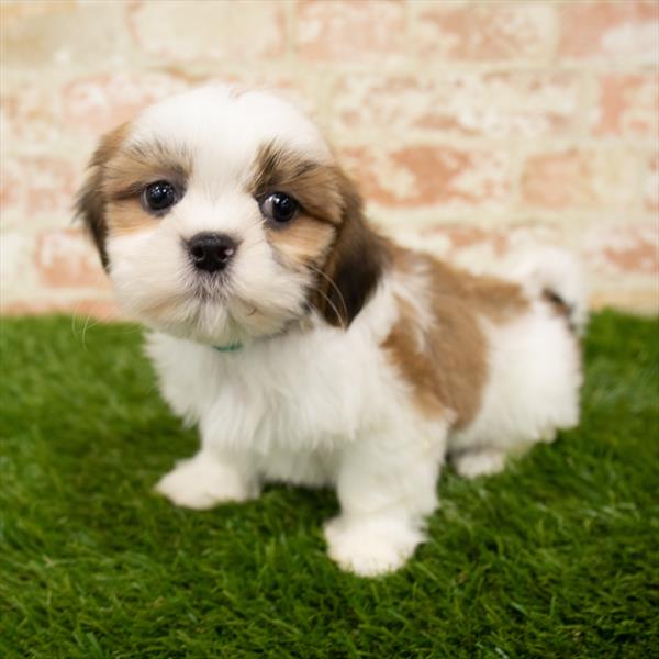 Shorkie-DOG-Female-Gold / White-6008-Petland Monroeville, PA