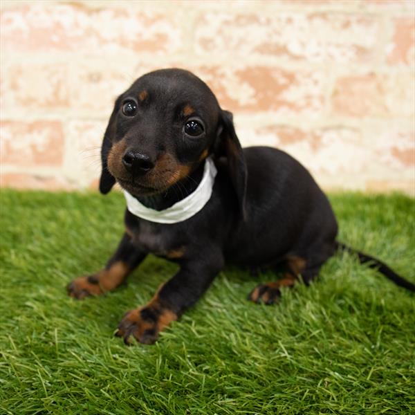 Dachshund-DOG-Male-Black / Tan-6009-Petland Monroeville, PA