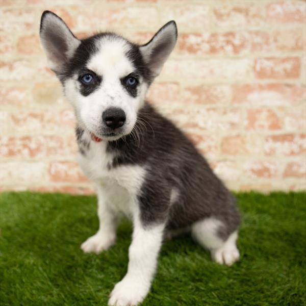 Siberian Husky-DOG-Female-Black / White-6010-Petland Monroeville, PA