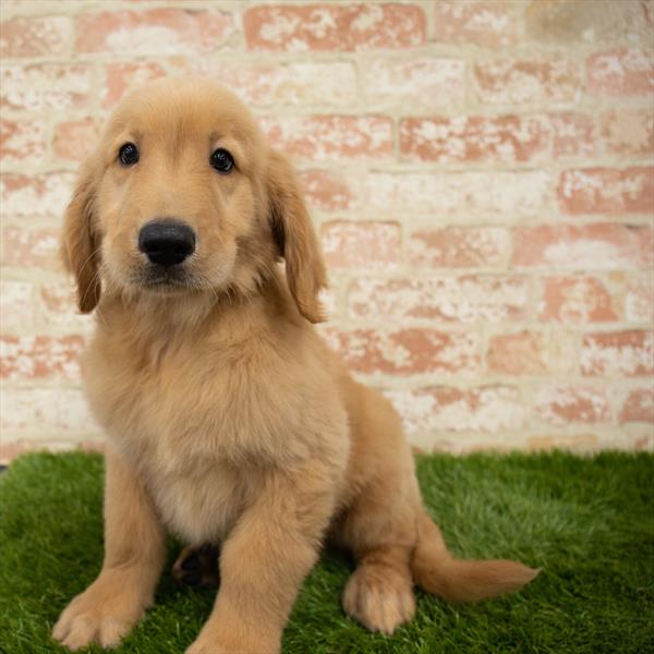 Golden Retriever-DOG-Male-Golden-6011-Petland Monroeville, PA