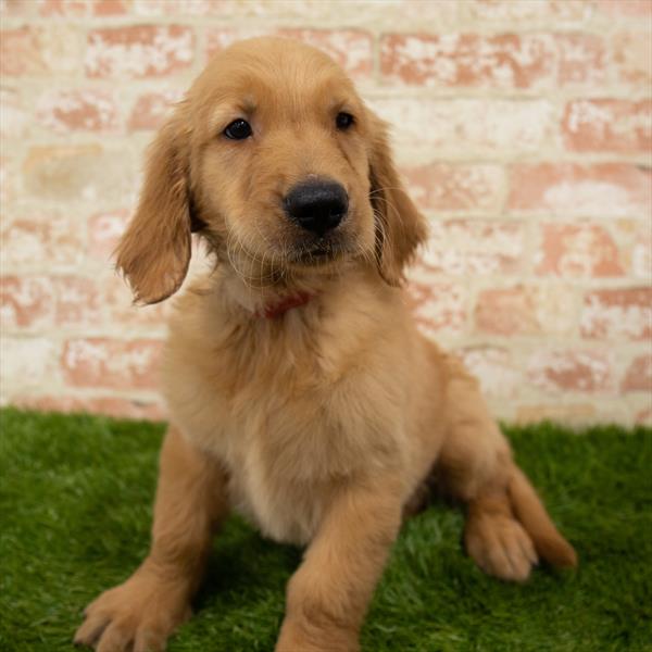 Golden Retriever-DOG-Female-Golden-6012-Petland Monroeville, PA