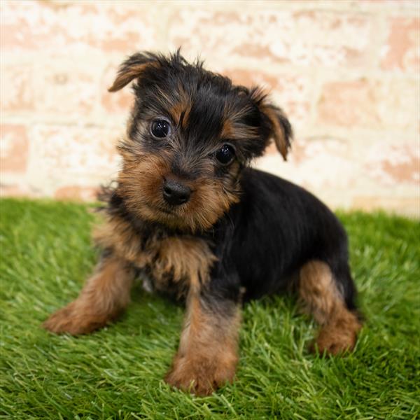 Yorkie-DOG-Female-Black / Tan-6013-Petland Monroeville, PA