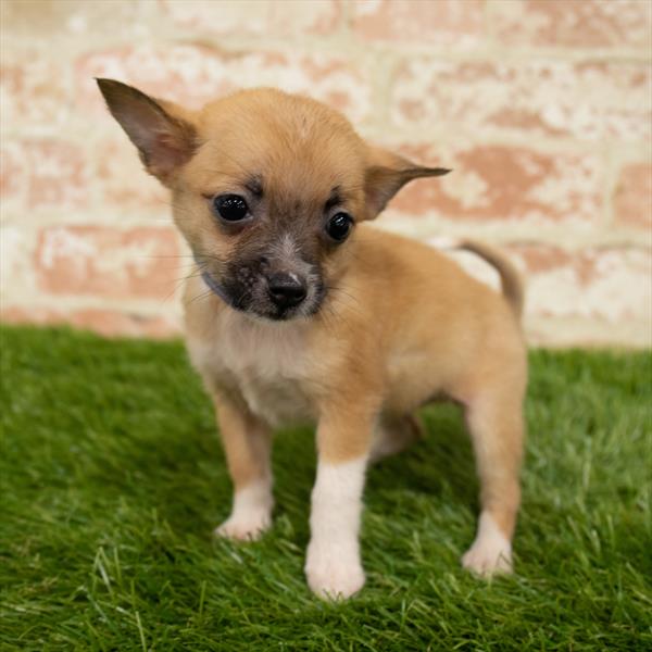 Chihuahua-DOG-Female-Fawn-6014-Petland Monroeville, PA