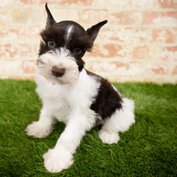 Mini Schnauzer-DOG-Male-White-6015-Petland Monroeville, PA