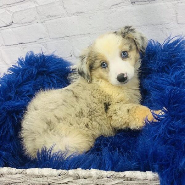 Miniature Australian Shepherd-DOG-Female-Blue Merle White and Tan-6040-Petland Monroeville, PA