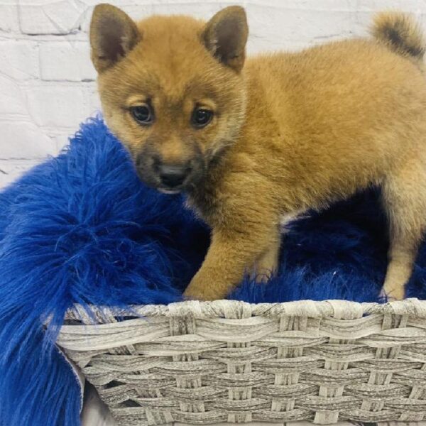 Shiba Inu-DOG-Female-Red-6039-Petland Monroeville, PA